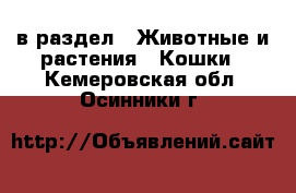  в раздел : Животные и растения » Кошки . Кемеровская обл.,Осинники г.